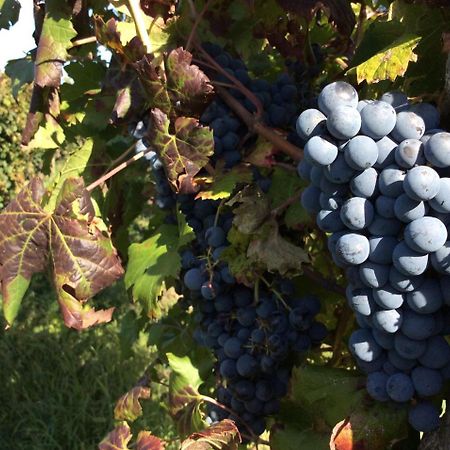 Alloggio Agrituristico Corte San Biagio Corno di Rosazzo Kültér fotó