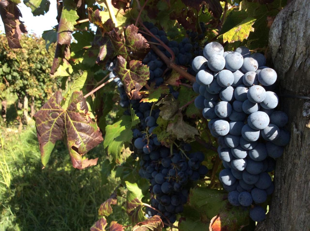 Alloggio Agrituristico Corte San Biagio Corno di Rosazzo Kültér fotó