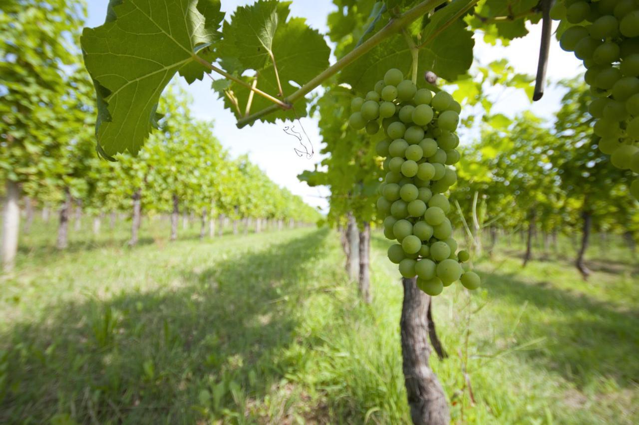 Alloggio Agrituristico Corte San Biagio Corno di Rosazzo Kültér fotó
