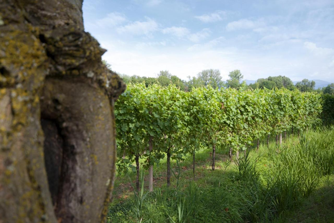 Alloggio Agrituristico Corte San Biagio Corno di Rosazzo Kültér fotó