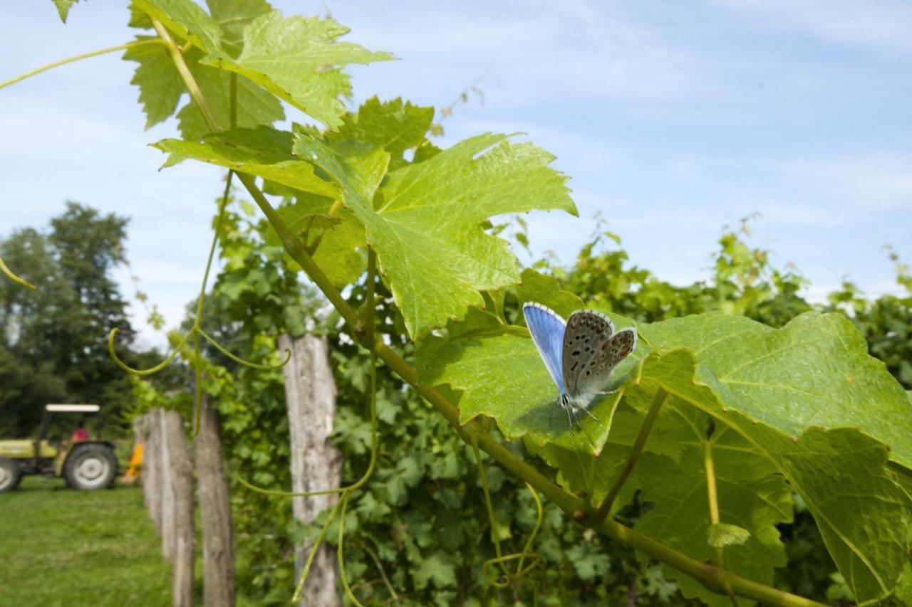 Alloggio Agrituristico Corte San Biagio Corno di Rosazzo Kültér fotó