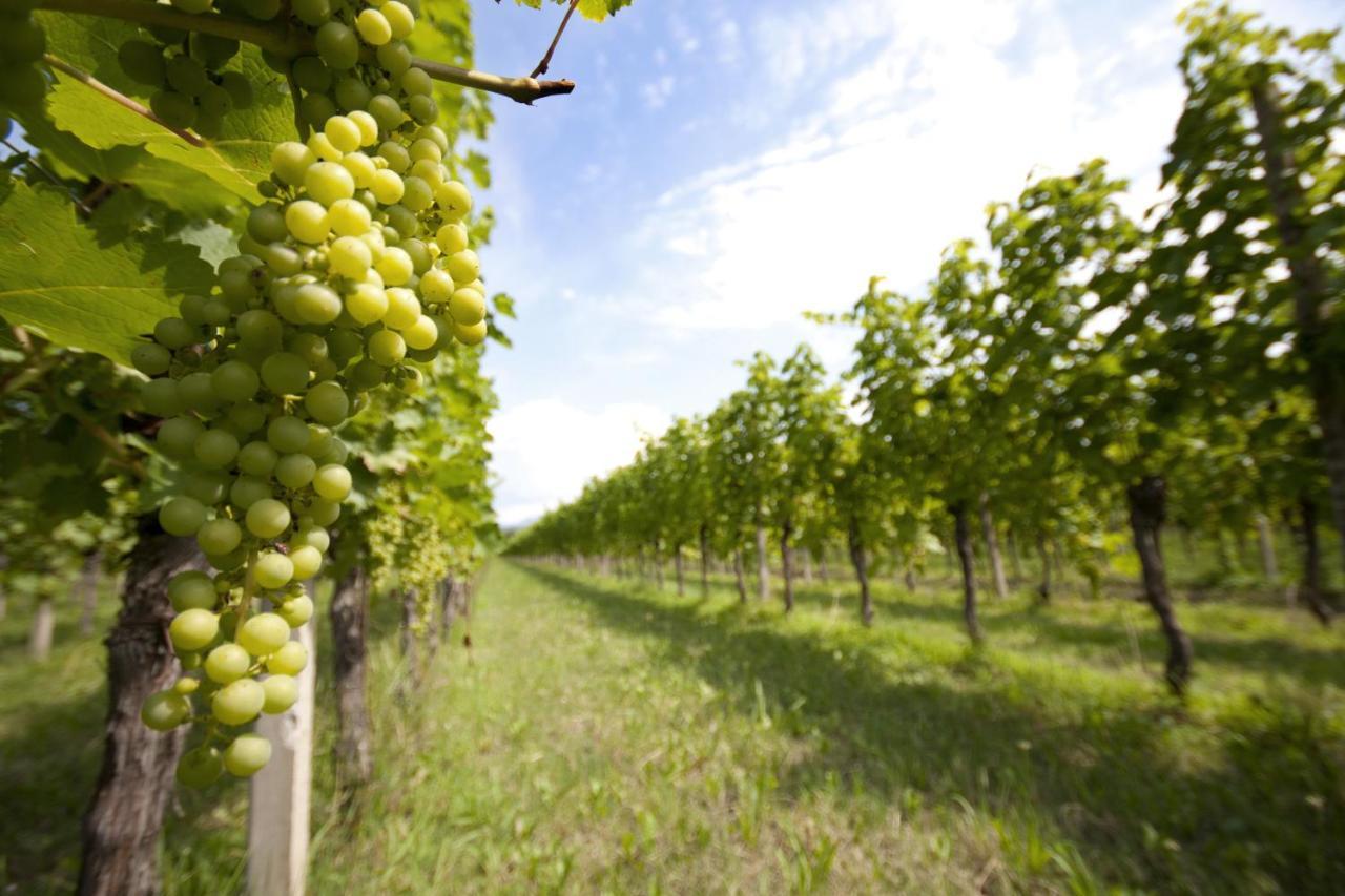 Alloggio Agrituristico Corte San Biagio Corno di Rosazzo Kültér fotó